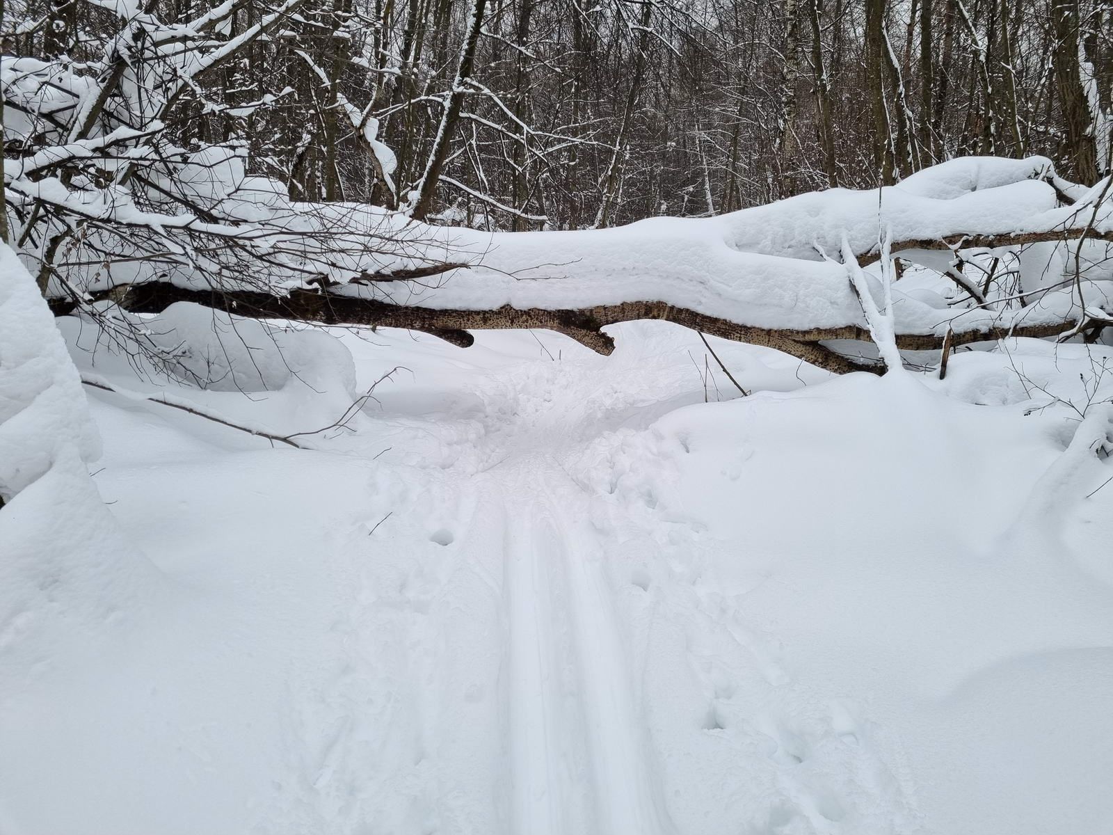 Поваленное дерево