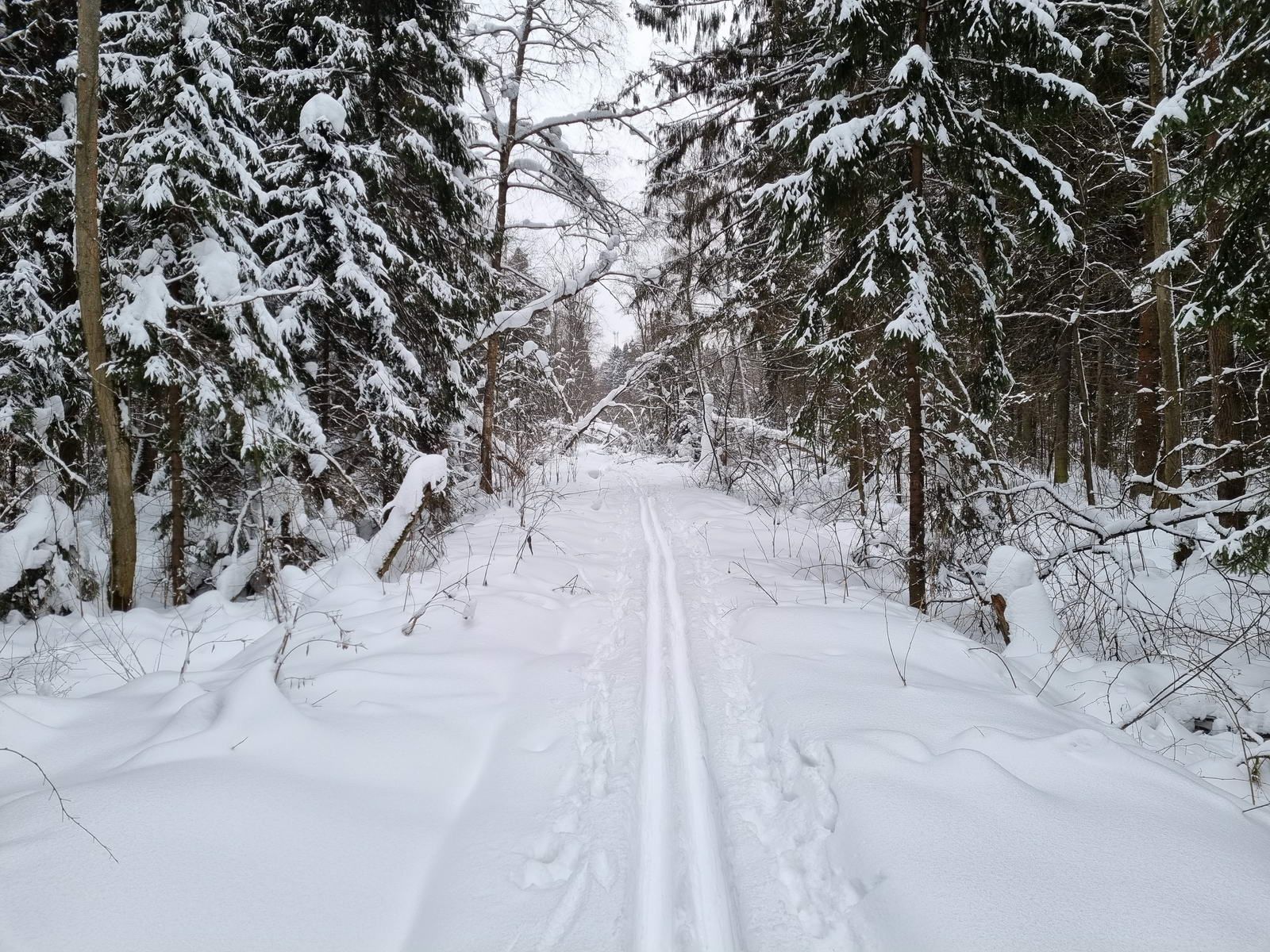 Прямо через лес