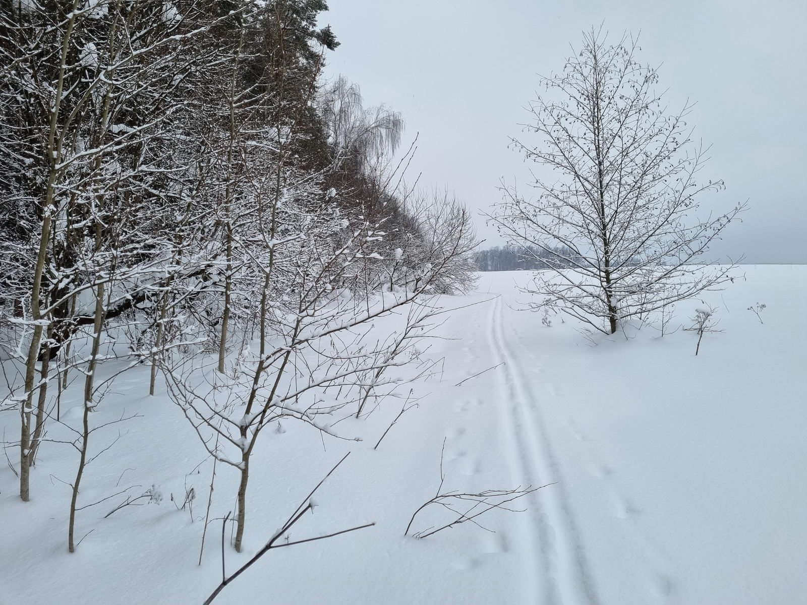 Вперёд вдоль леса