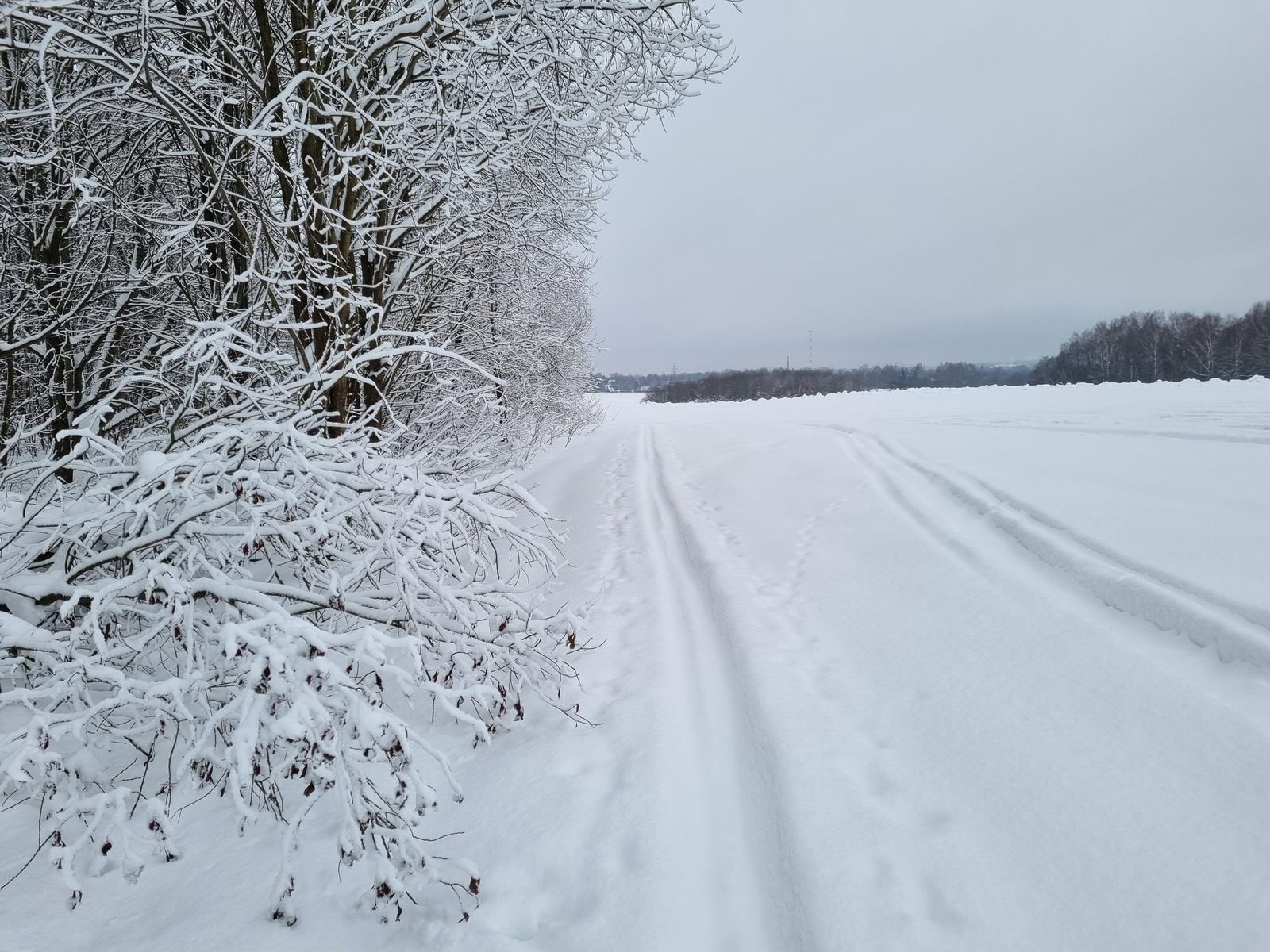 Прямо вдоль леса