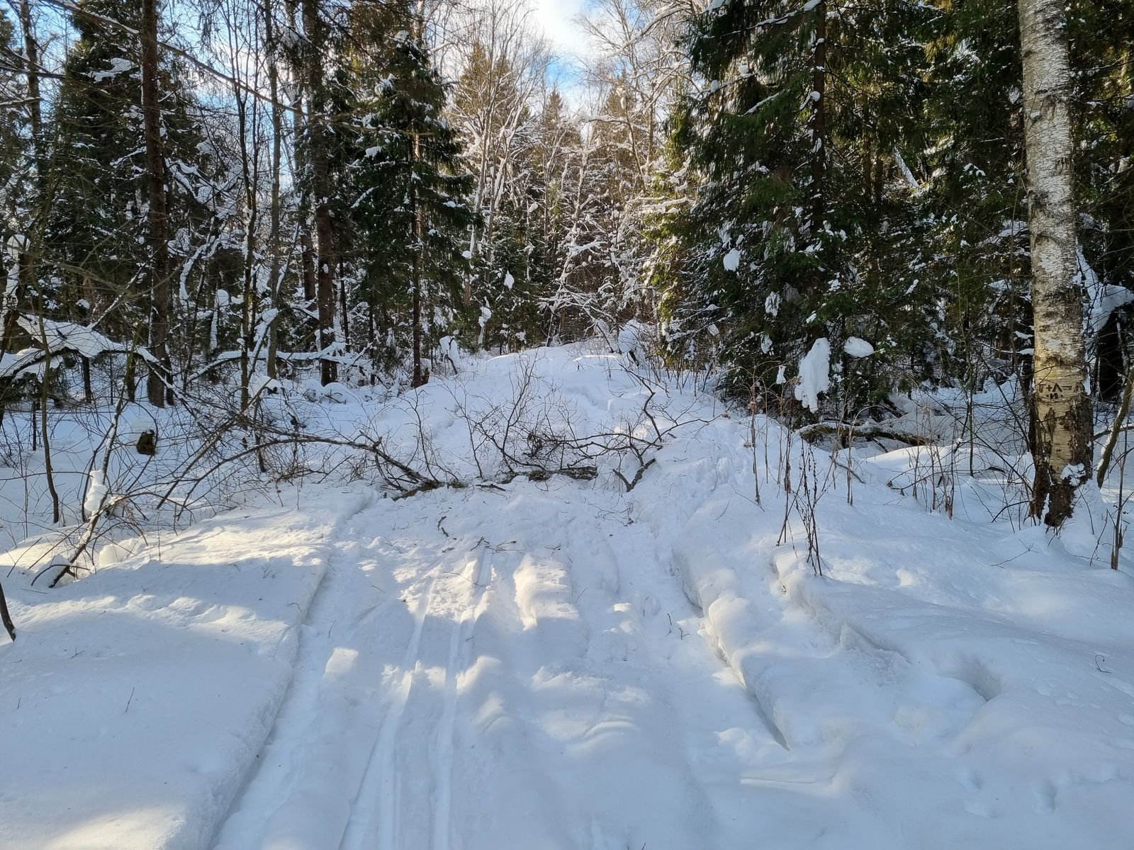 Новое упавшее дерево поперек узкоколейки